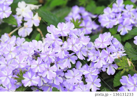 薄紫色のスーパーベナ(美女桜) 薄紫色のスーパーベナ(美女桜) 136131233