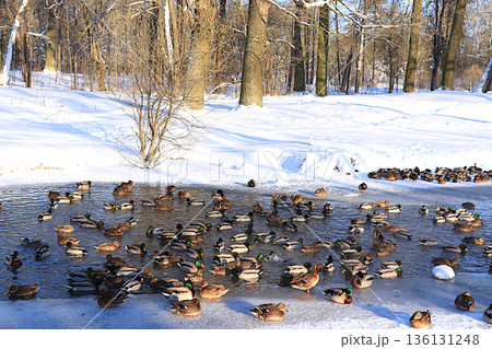 Mallards and drakes swim in a small hole in the ice on a frozen lake during severe frost. Wild bird survival in extreme cold in Russia. The concept of compassion and animal rescue. Mallards and drakes swim in a small hole in the ice on a frozen lake during severe frost. Wild bird survival in extreme cold in Russia. The concept of compassion and animal rescue. 136131248