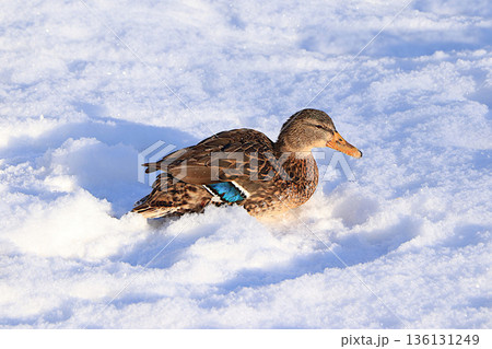Mallard ducks on a frozen lake burrow into the snow to stay warm and sleep in a snowdrift. Wild birds survive extreme cold in Russia. The concept of compassion and animal rescue. 136131249
