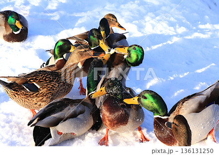 Mallards and drakes fight over pieces of white bread brought by people on a frozen lake. Wild birds survive extreme cold in Russia. The concept of compassion and animal rescue. 136131250