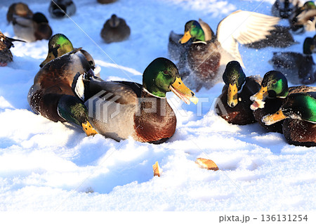Mallards and drakes fight over pieces of white bread brought by people on a frozen lake. Wild birds survive extreme cold in Russia. The concept of compassion and animal rescue. 136131254