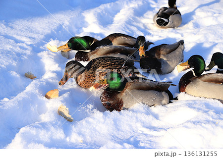 Mallards and drakes fight over pieces of white bread brought by people on a frozen lake. Wild birds survive extreme cold in Russia. The concept of compassion and animal rescue. 136131255