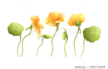 Yellow nasturtium floral elements set, 3 flowers, buds and green round leaves, various angles. Botanical vector collection for wedding invitations and garden design. Isolated on white background Yellow nasturtium floral elements set, 3 flowers, buds and green round leaves, various angles. Botanical vector collection for wedding invitations and garden design. Isolated on white background 136131644
