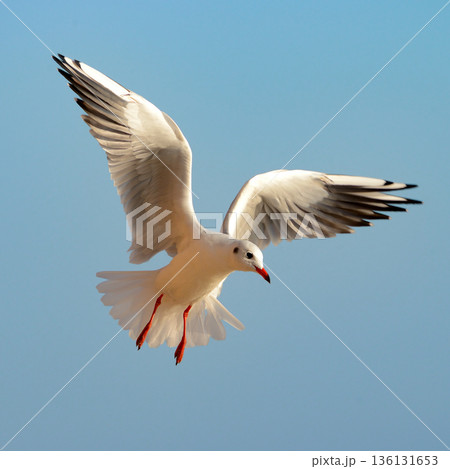 Graceful seabird flight in bright sunlight Graceful seabird flight in bright sunlight 136131653