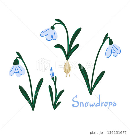 Composition with blossoming flowers and snowdrop bulbs isolated on white, stylized plant 136131675