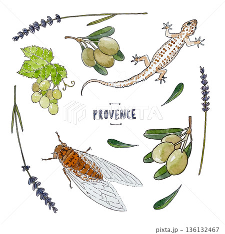 A set of watercolor illustrations featuring the nature of Provence: olives, lavender, grapes, cicada, and gecko A set of watercolor illustrations featuring the nature of Provence: olives, lavender, grapes, cicada, and gecko 136132467