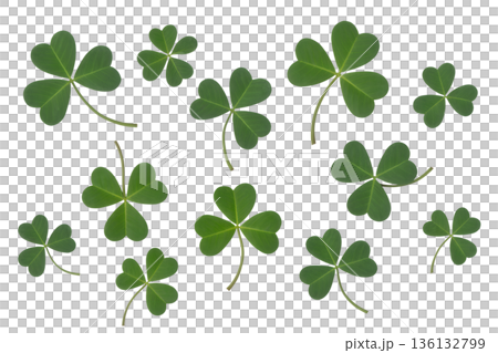 Scattered collection of bright green shamrock leaves falling or floating in mid-air, isolated on white for st. patrick's day or luck themes Scattered collection of bright green shamrock leaves falling or floating in mid-air, isolated on white for st. patrick's day or luck themes 136132799
