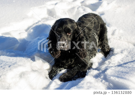 Serene winter scene capturing peaceful black cocker spaniel lying in snow with relaxed demeanor 136132880