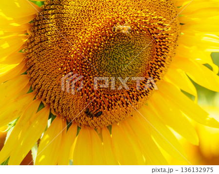Blooming sunflower with honey bee 136132975