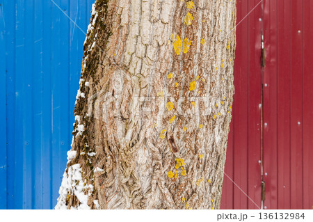 Tree trunk with rugged bark, yellow lichen, and a light dusting of snow Tree trunk with rugged bark, yellow lichen, and a light dusting of snow 136132984