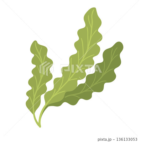 Seaweed laminaria leaves 136133053