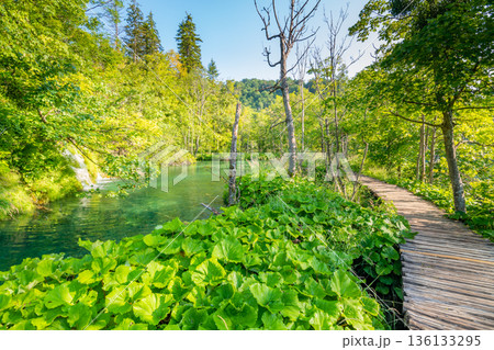 Wooden footpath at Plitvice national park, Croatia. Pathway in the forest near the lake and waterfall. Fresh beautiful nature, peaceful place. Famous tourist destination. 136133295