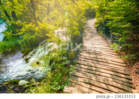 Wooden tourist path at forest, Plitvice national park, Croatia. Fresh and beautiful nature, soft light. 136133313
