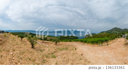 Vineyards at south Croatia vith view to Peljesac isle. Agriculture land in Croatia. 136133361