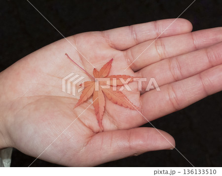 Red maple leaf resting on open palm 136133510