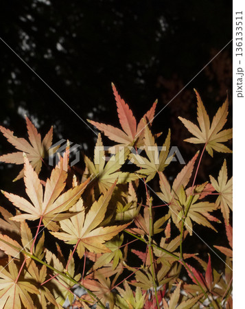 Close-up of red maple leaves on thin branches Close-up of red maple leaves on thin branches 136133511