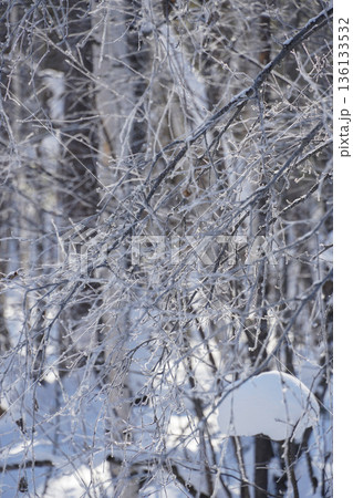 Hoarfrost coats thin tree branches in a winter forest, creating delicate crystalline patterns against a soft snowy background 136133532