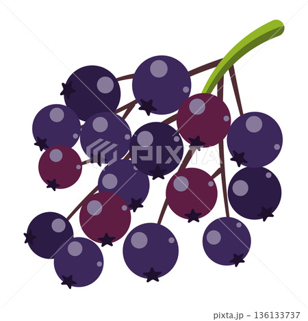 Bunch of dark purple elderberries on a branch, healthy fruit illustration, simple flat design, isolated 136133737