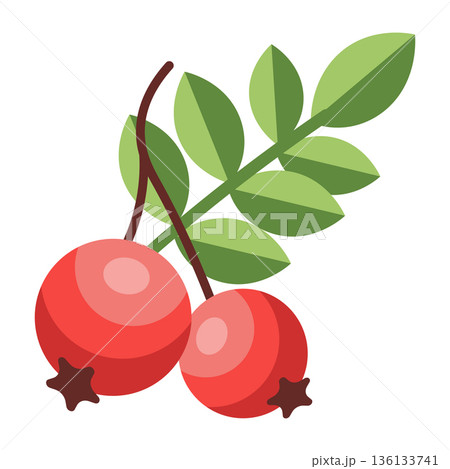 Two plump red rowan berries with green leaves on a branch, autumn fruit illustration, simple flat design Two plump red rowan berries with green leaves on a branch, autumn fruit illustration, simple flat design 136133741