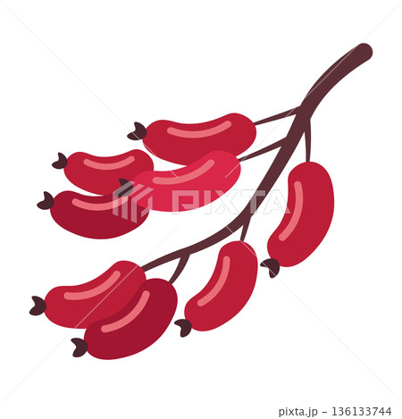 Branch of bright red barberries, elongated fruits with green leaves, healthy food illustration, simple flat design Branch of bright red barberries, elongated fruits with green leaves, healthy food illustration, simple flat design 136133744