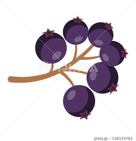 Branch with dark purple elderberries, simple flat illustration, isolated on white. Branch with dark purple elderberries, simple flat illustration, isolated on white. 136133762