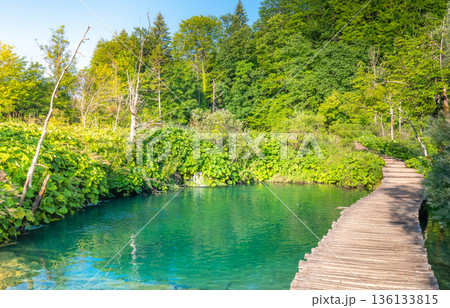 Plitvice lakes, Croatia. View of beautiful lakes, waterfalls and forest at national nature park. 136133815
