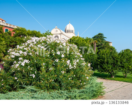 View of the St James cathedral at city of Sibenik, Croatia. Beautiful oleander bush in bloom in foreground. Summer weather, blue sky. View of the St James cathedral at city of Sibenik, Croatia. Beautiful oleander bush in bloom in foreground. Summer weather, blue sky. 136133846
