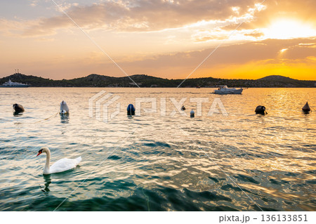 The white swan is swimming at Adriatic sea in harbor near Sibenik city, Croatia. Beautiful animal bird, magical sunset. 136133851