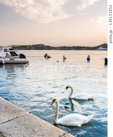 The white swan is swimming at Adriatic sea in harbor near Sibenik city, Croatia. Beautiful animal bird, magical sunset. The white swan is swimming at Adriatic sea in harbor near Sibenik city, Croatia. Beautiful animal bird, magical sunset. 136133852