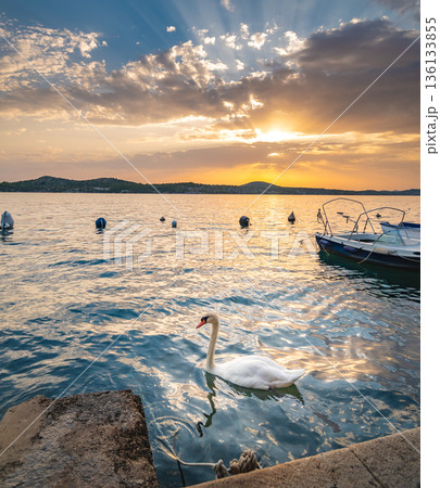 The white swan is swimming at Adriatic sea in harbor near Sibenik city, Croatia. Beautiful animal bird, magical sunset. 136133855