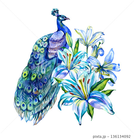 Vibrant watercolor illustration featuring a majestic peacock perched beside a bouquet of blooming lilies. The artwork showcases rich blue and turquoise tones with intricate feathered details. 136134092
