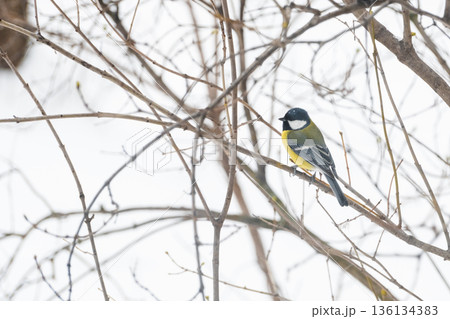 A little tit sits on a tree branch and looks into the frame, against a background of snow 136134383