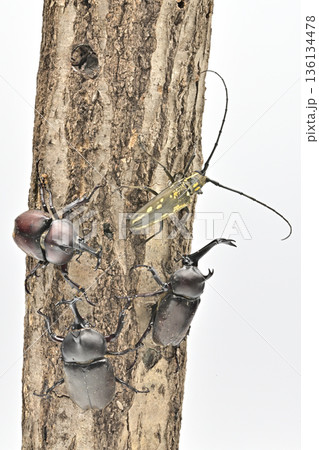 国産　カブト虫 136134478