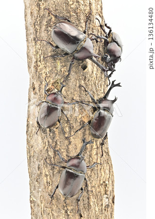 国産　カブト虫 136134480