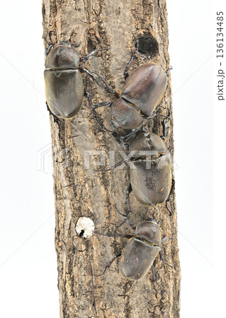 国産　カブト虫 136134485