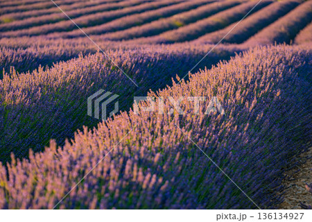 Lavender fields in bloom in Provence Lavender fields in bloom in Provence 136134927