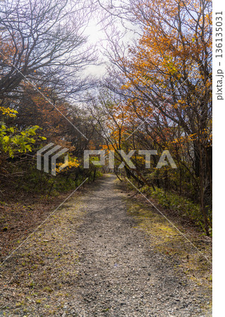 那須平成の森を彩る紅葉の散策路 136135031