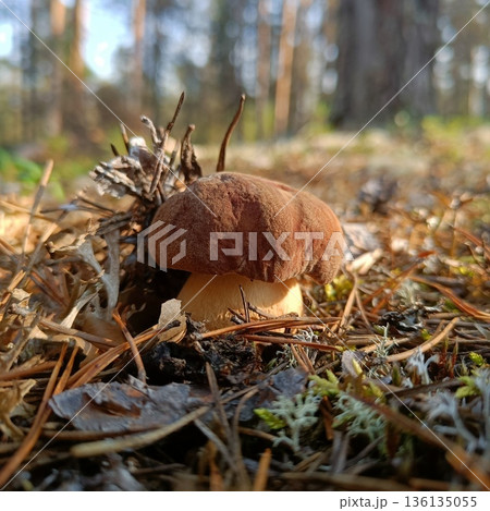 View from summer forest with beautiful cep mushroom under little spruce trees View from summer forest with beautiful cep mushroom under little spruce trees 136135055