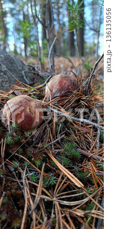 View from summer forest with beautiful cep mushroom under little spruce trees View from summer forest with beautiful cep mushroom under little spruce trees 136135056