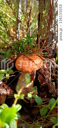 View from summer forest with beautiful cep mushroom under little spruce trees 136135058