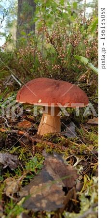 View from summer forest with beautiful cep mushroom under little spruce trees View from summer forest with beautiful cep mushroom under little spruce trees 136135059