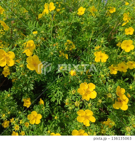 Dasiphora fruticosa is a species of hardy deciduous flowering shrub in the family Rosaceae. Dasiphora fruticosa is a species of hardy deciduous flowering shrub in the family Rosaceae. 136135063