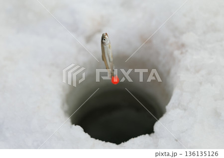 釣れたワカサギ 136135126