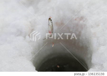 釣れたワカサギ 136135130