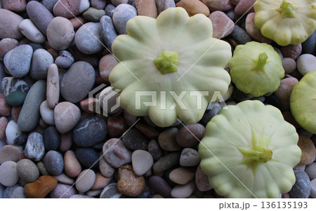 Ripe White Custard Marrows  On A Round Smooth Sea Stones Stock Photo 136135193