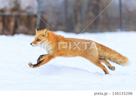 走るキタキツネ 136135206