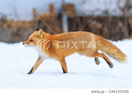 走るキタキツネ 136135208