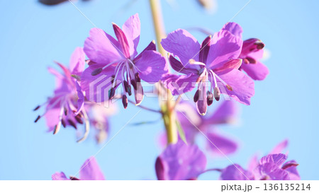 Purple fireweed flowers blooming under clear sky Purple fireweed flowers blooming under clear sky 136135214