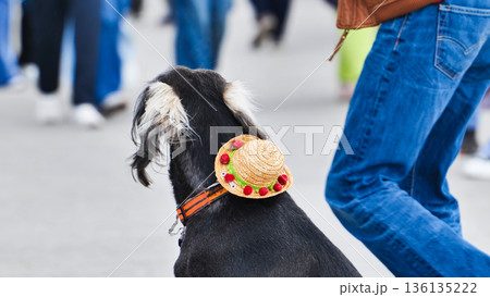 Dog wearing a festive straw sombrero hat walking outdoors in a crowded street Dog wearing a festive straw sombrero hat walking outdoors in a crowded street 136135222