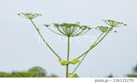 Giant hogweed expanding across a field, an invasive and toxic plant species 136135270